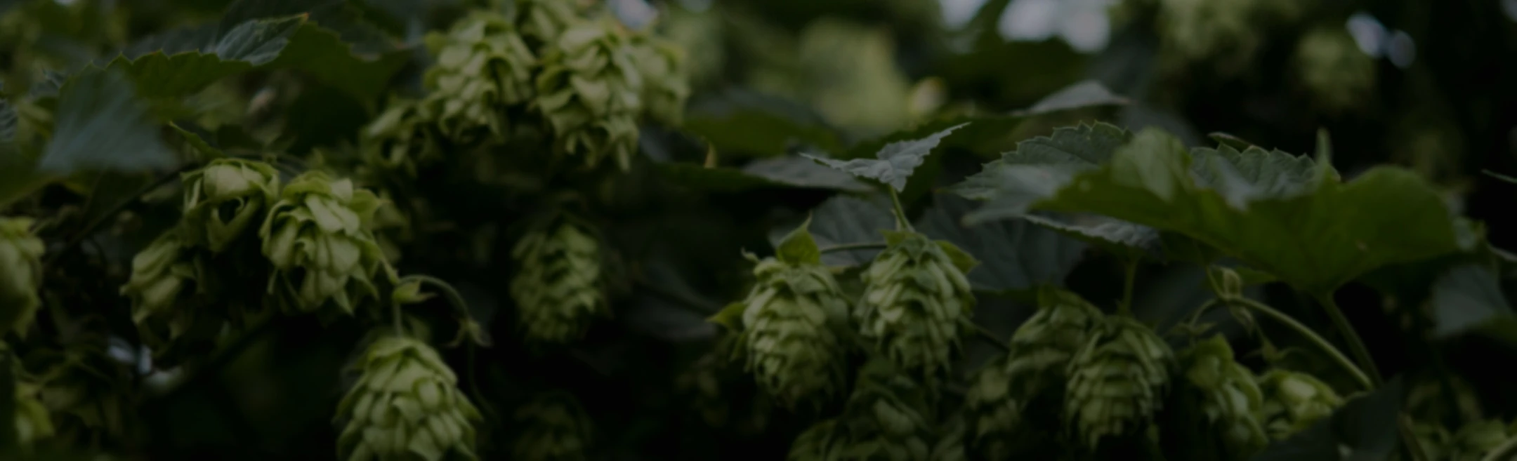 Gestalten Sie mit uns die Zukunft der Getränkeindustrie​